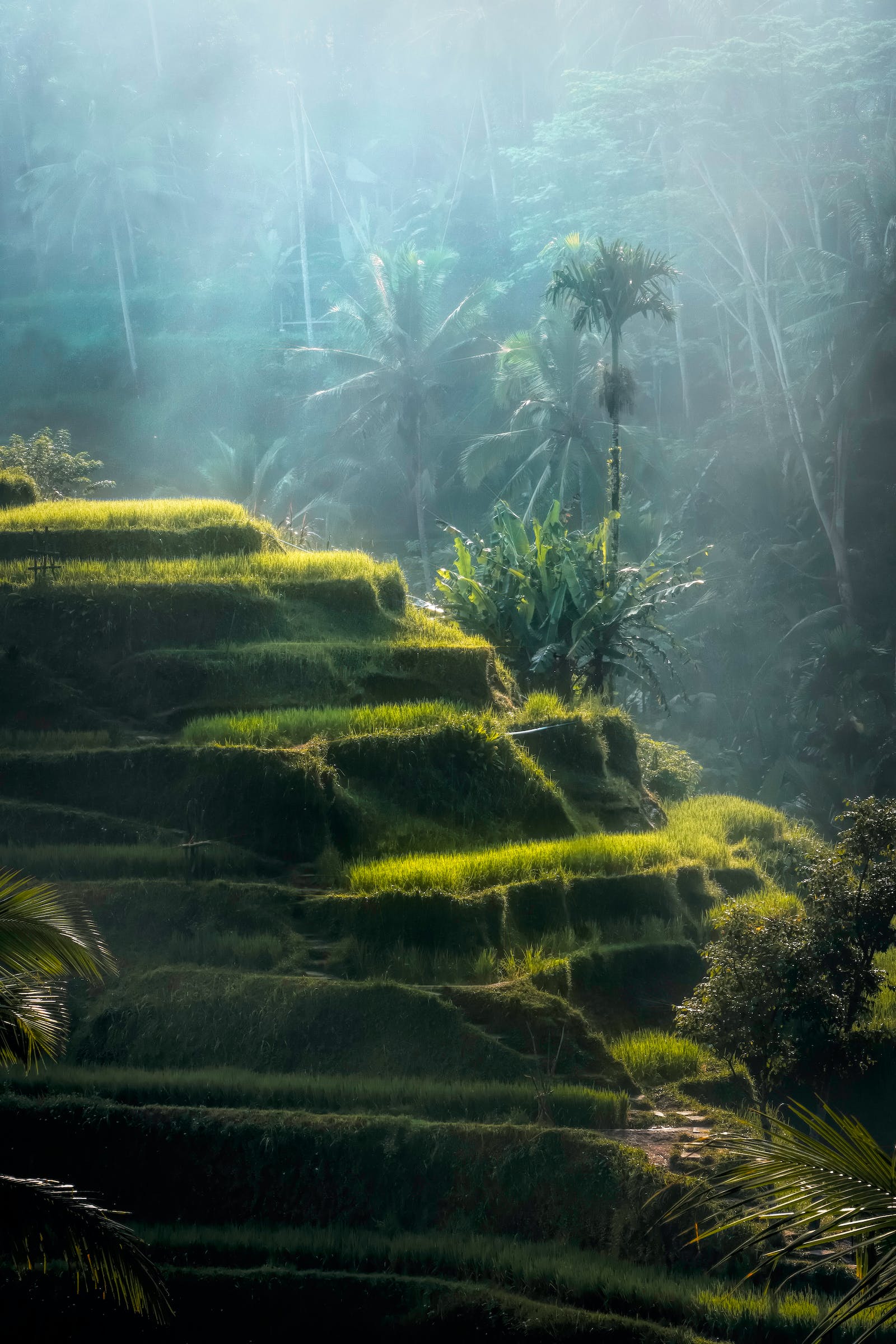 payage bali
